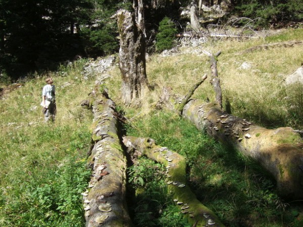 Der Alpenbockkäfer im Nationalpark Kalkalpen